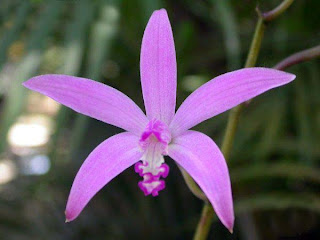 Cattleya Orchid Source: January 2010