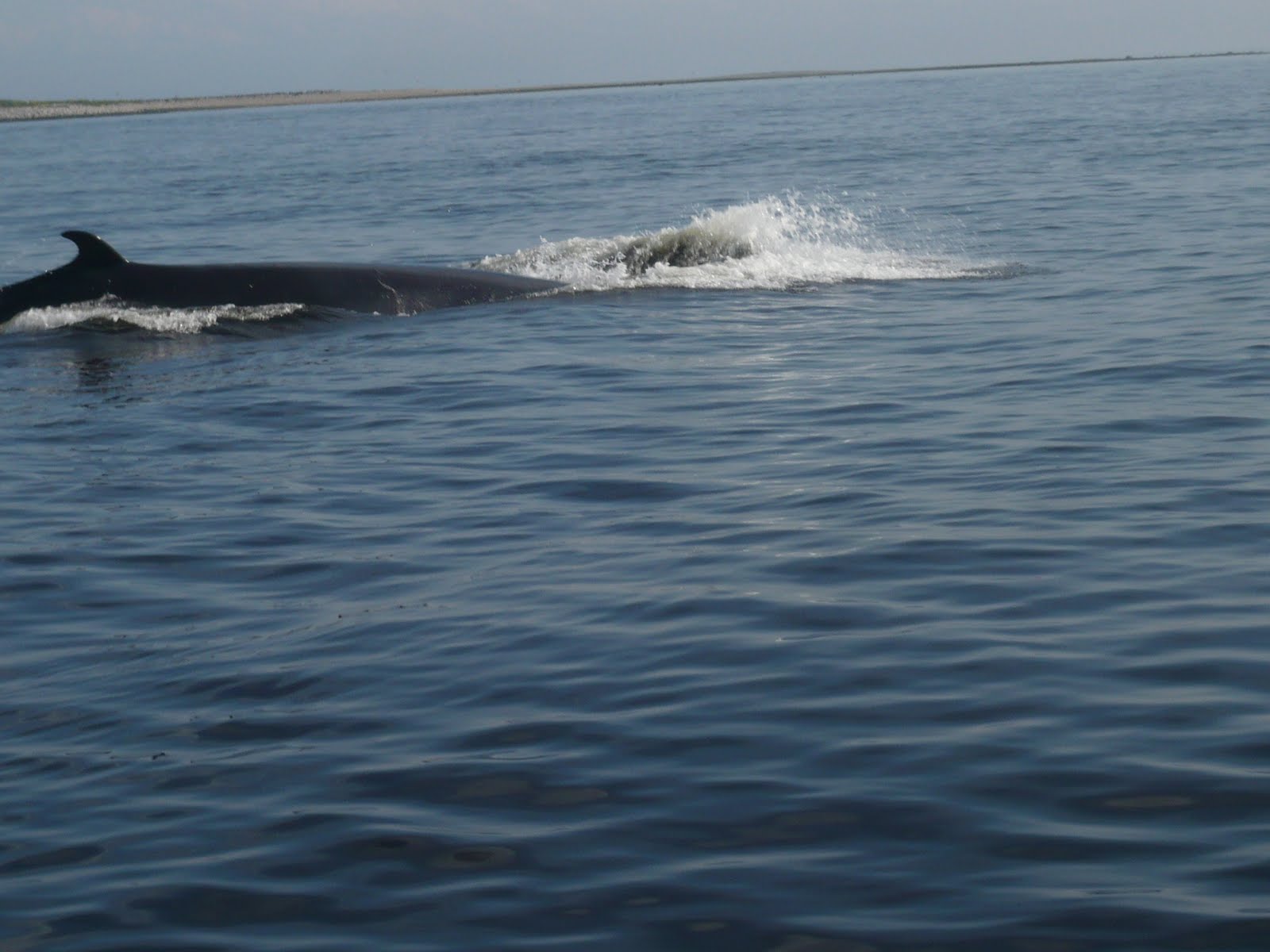 [7.baleines+(23).JPG]