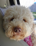 Ruby, Our Awesome Australian Labradoodle.  She eats Vegemite and has an Aussie accent.