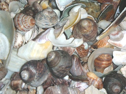 Welcome to Nenmara / Nemmara Village!: KOZHIKKODE