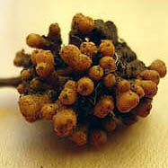 [Frankia+nodules.jpg]