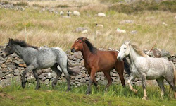 Cork County Wild Horses