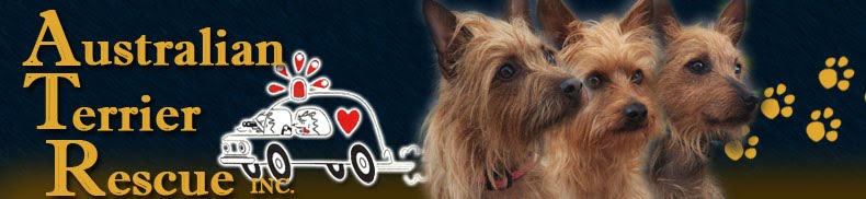 Australian Terrier Rescue, Inc