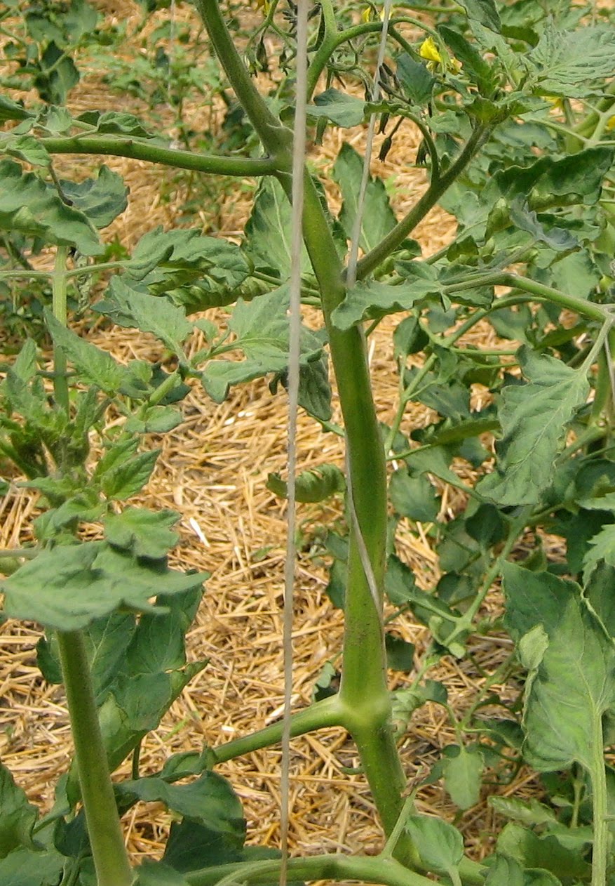 Have You Ever Picked A Carrot?: You Say Tomato, Guess What?...So Do I