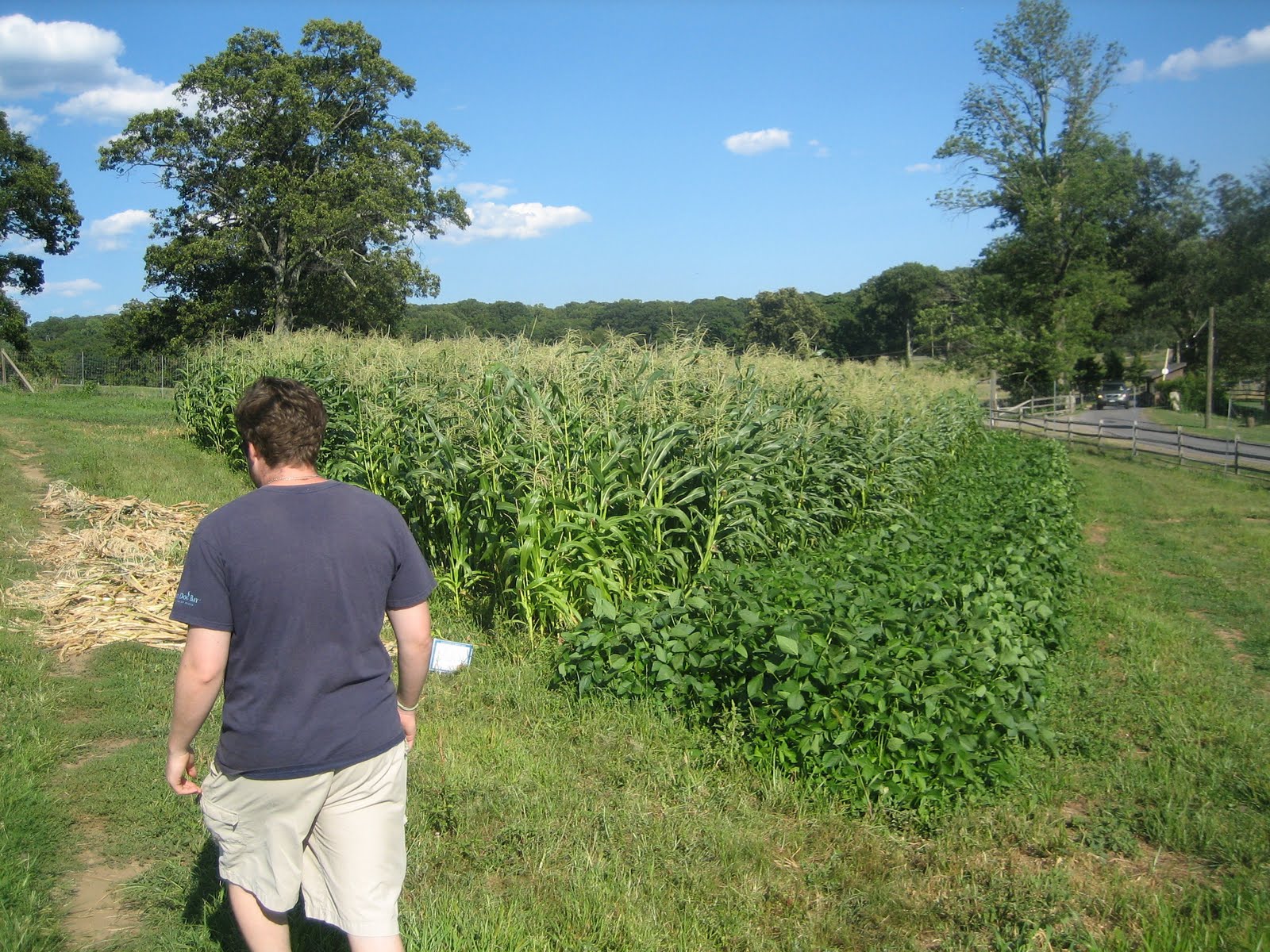 Have You Ever Picked A Carrot?: Cornography