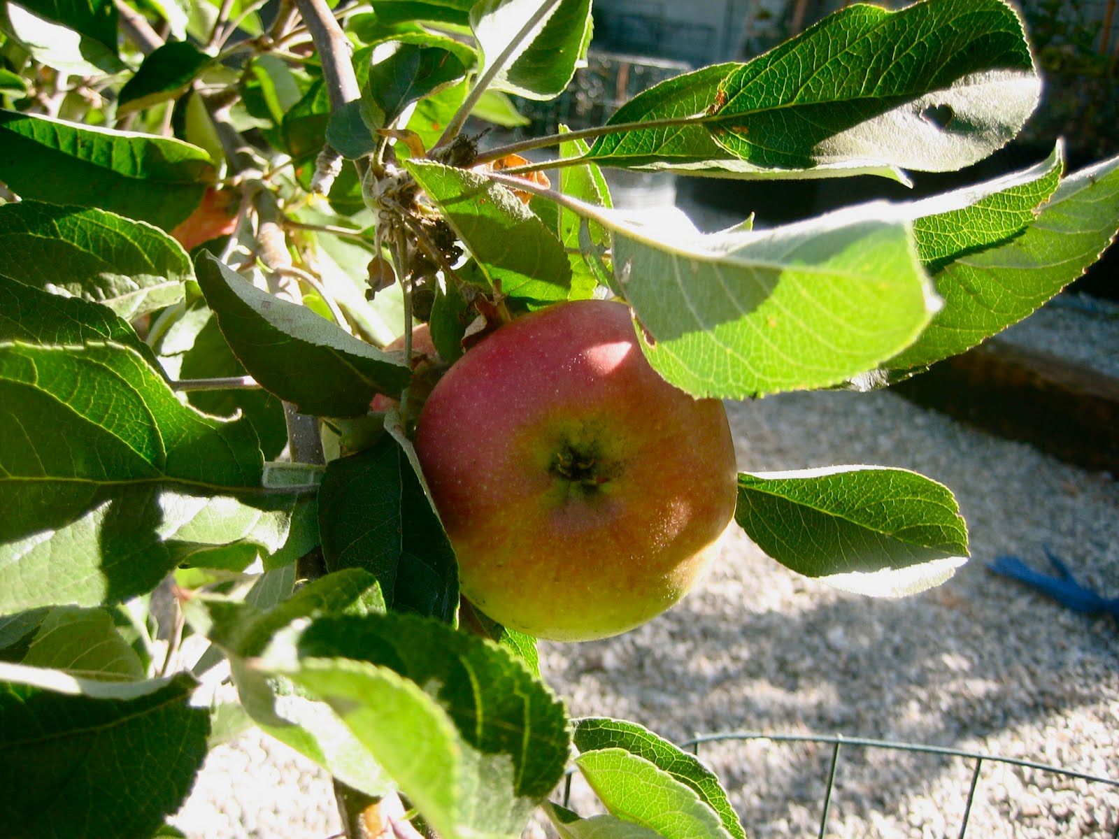 What James Had For Dinner Our First Apples