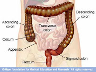 The Colon