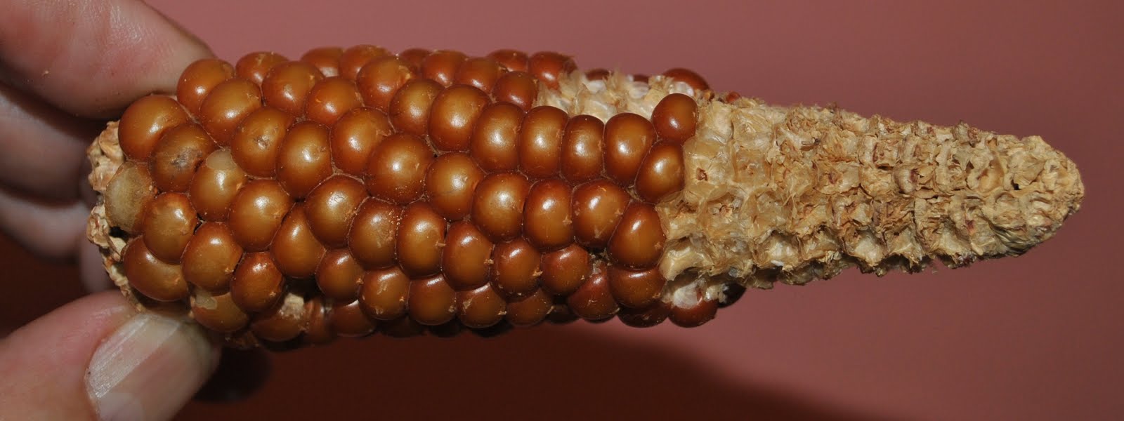 BARRY the BIRDER Grampa's 99yearold corn