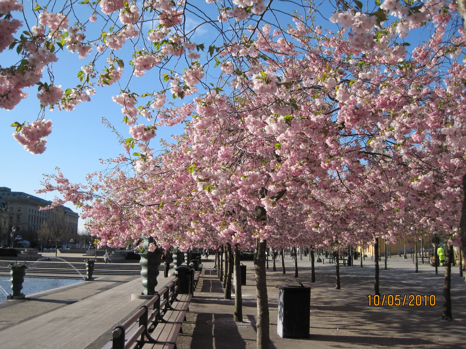 Back (and Forth) Across The Pond: Kungsträdgården and the Cherry Blossoms