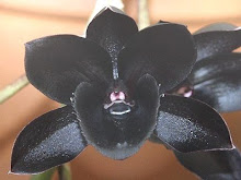 Orquidea Negra