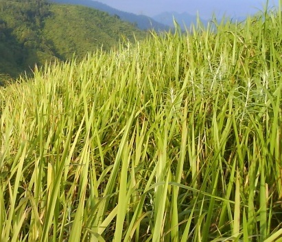 WONOSOBO KEMEKELEN ALANGALANG