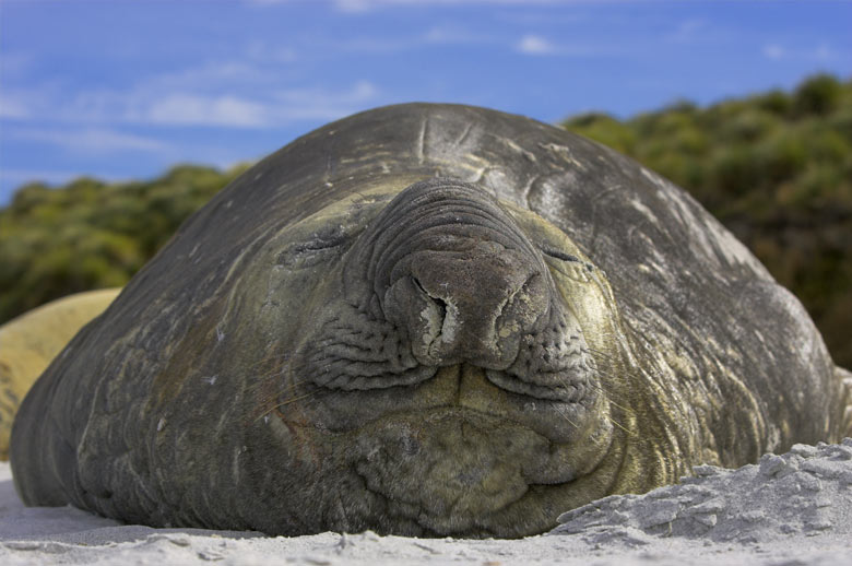 Gli Elefanti Marini Preferiscono La Baja Di California