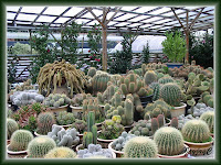 Numerous kinds of Cactus at the Cactus Valley, Cameron Highlands