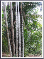 Oncosperma tigillarium (Nibung Palm) at Rimba Ilmu Botanic Garden (Forest of Knowledge), Universiti Malaya