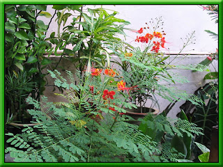 Caesalpinia pulcherrima (Peacock Flower) in our garden, Oct 2005