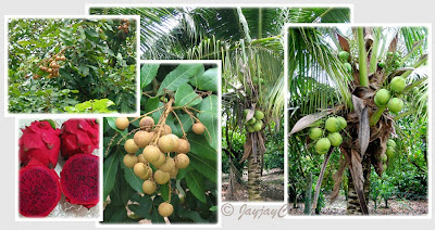 Longans, Coconuts and Dragon Fruits at the Longan Farm, Tanjung Sepat in Kuala Langat, Selangor