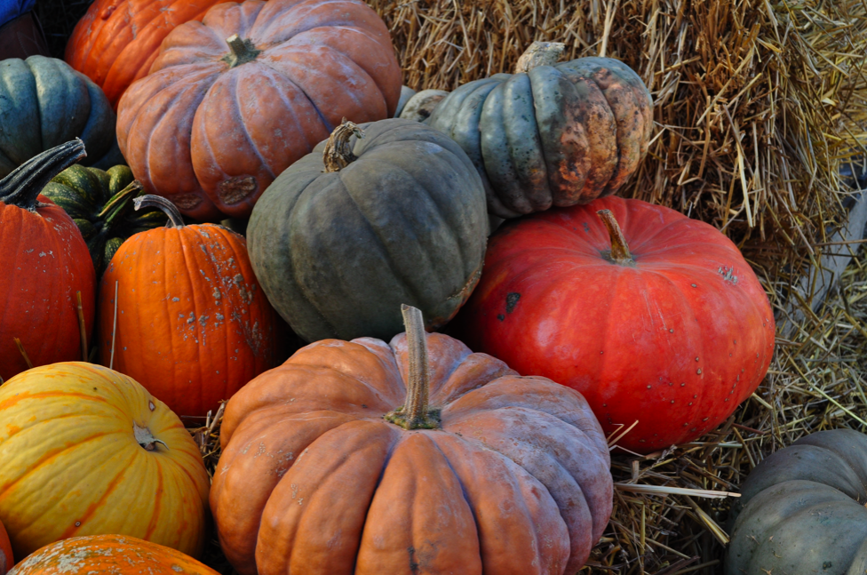 The (ex)Expatriate's Kitchen: Edible Pumpkins: Links and Photos from
