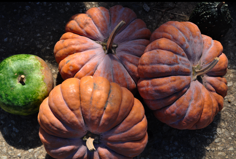 The (ex)Expatriate's Kitchen Edible Pumpkins Links and Photos
