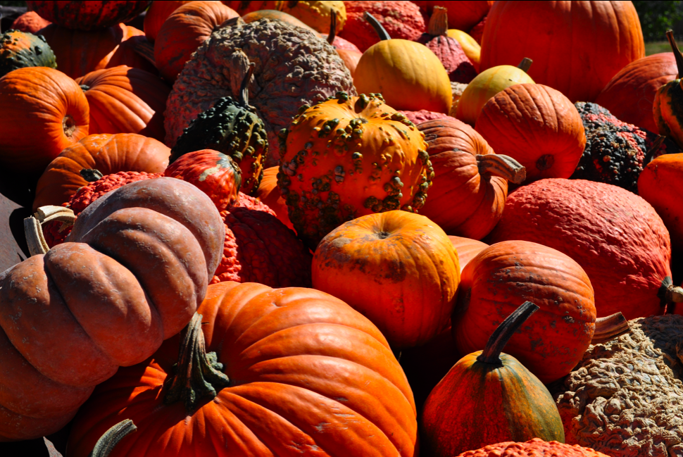 The (ex)Expatriate's Kitchen: Edible Pumpkins: Links and Photos