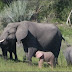 fotografían a un elefante rosa