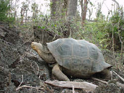 Galapagos