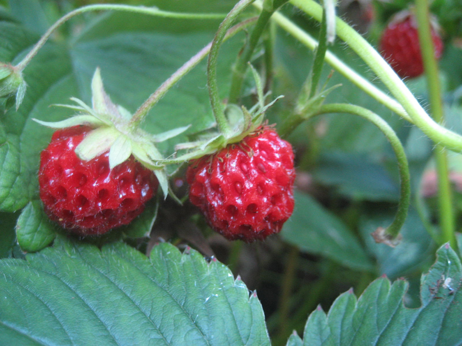 eating it real Strawberry Bliss!