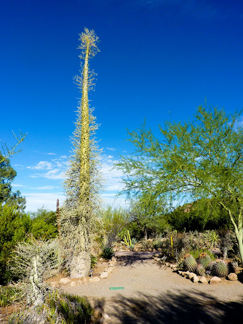 New year's eve for families brisbane ARIZONA SKIES: Bryce Thompson Arboretum