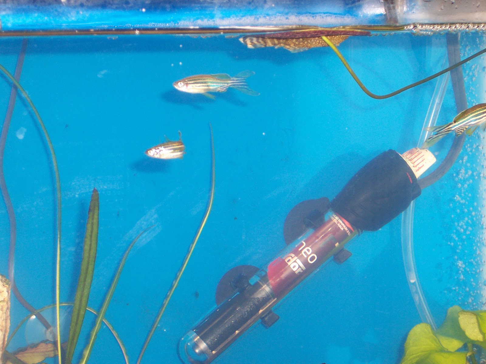 My 10 gal planted aquarium Bacterial Bloom