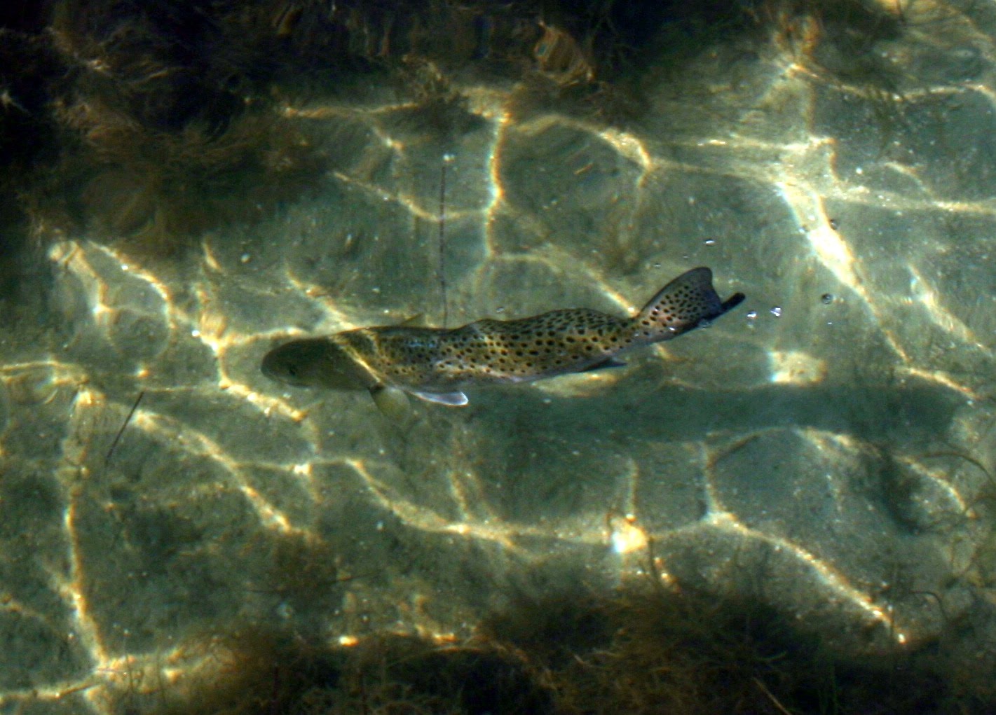 Mosquito Lagoon & Indian River Fishing Mosquito Lagoon Redfish