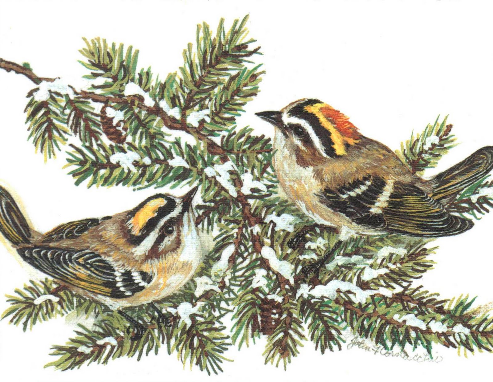The Best Hearts Are Crunchy Sparrows on Snowy Fir