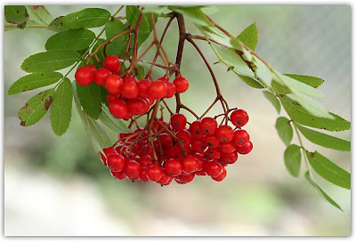 Pudlar & Pelargoner: rönnbär