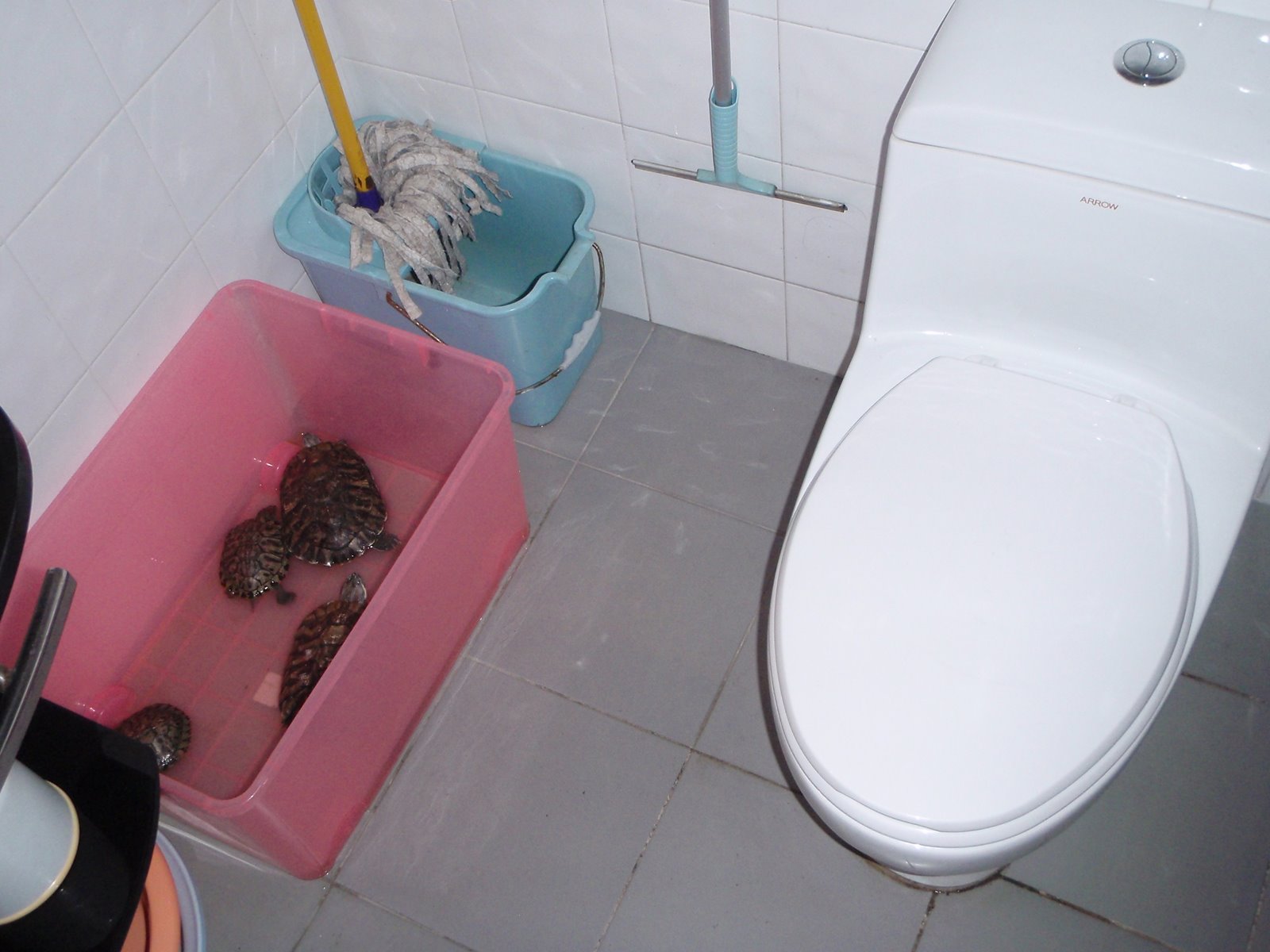 [bathroom+turtles.JPG]