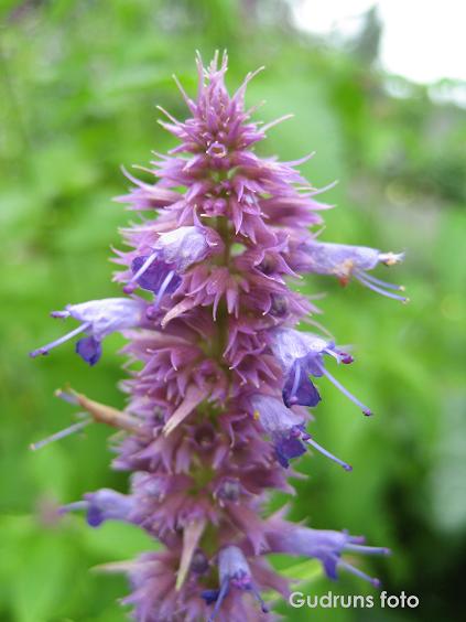 Gudruns Keramik: Växtkraft, perenner och formklippning