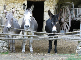 Donkeys on Troglodyte farm, France