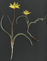 Tulipa valenciana