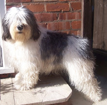 Snoopy the Polish Lowland Sheepdog