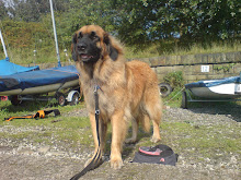 Dinky the Leonberger