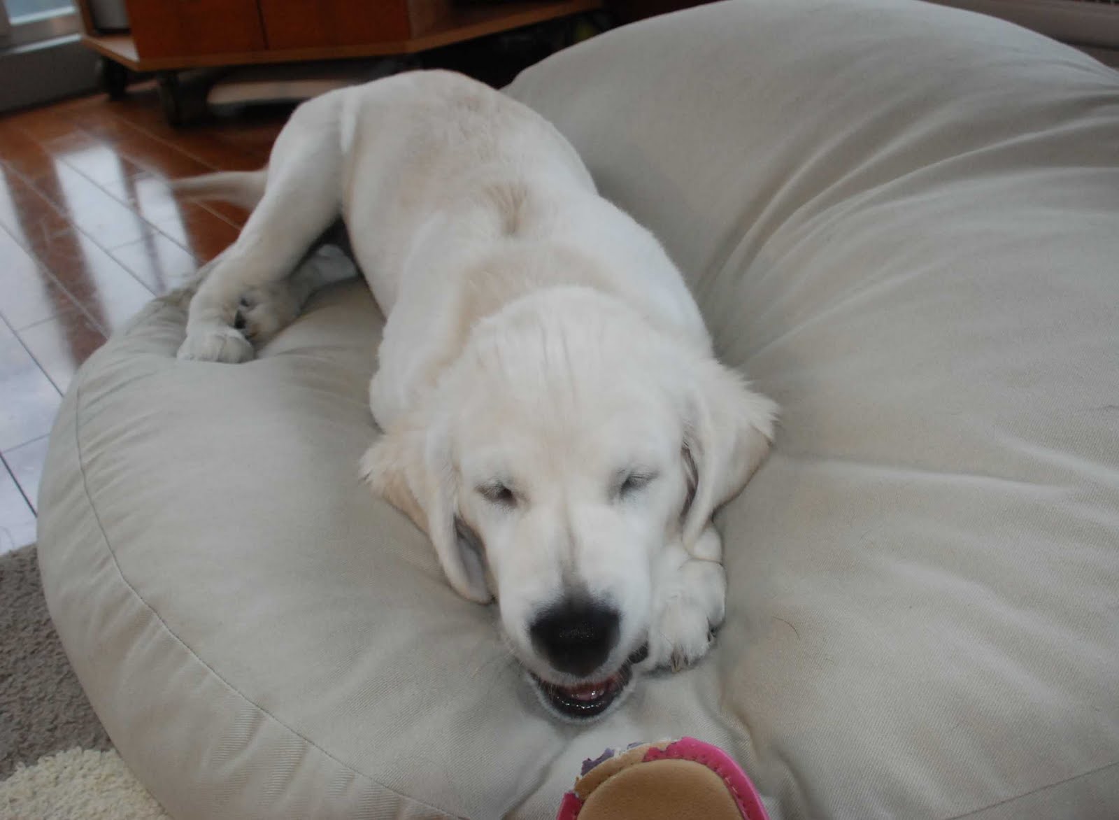 美貌も態度も祖父母に負ける13人