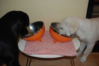 比較 - 犬用のドライフードとウェットフード