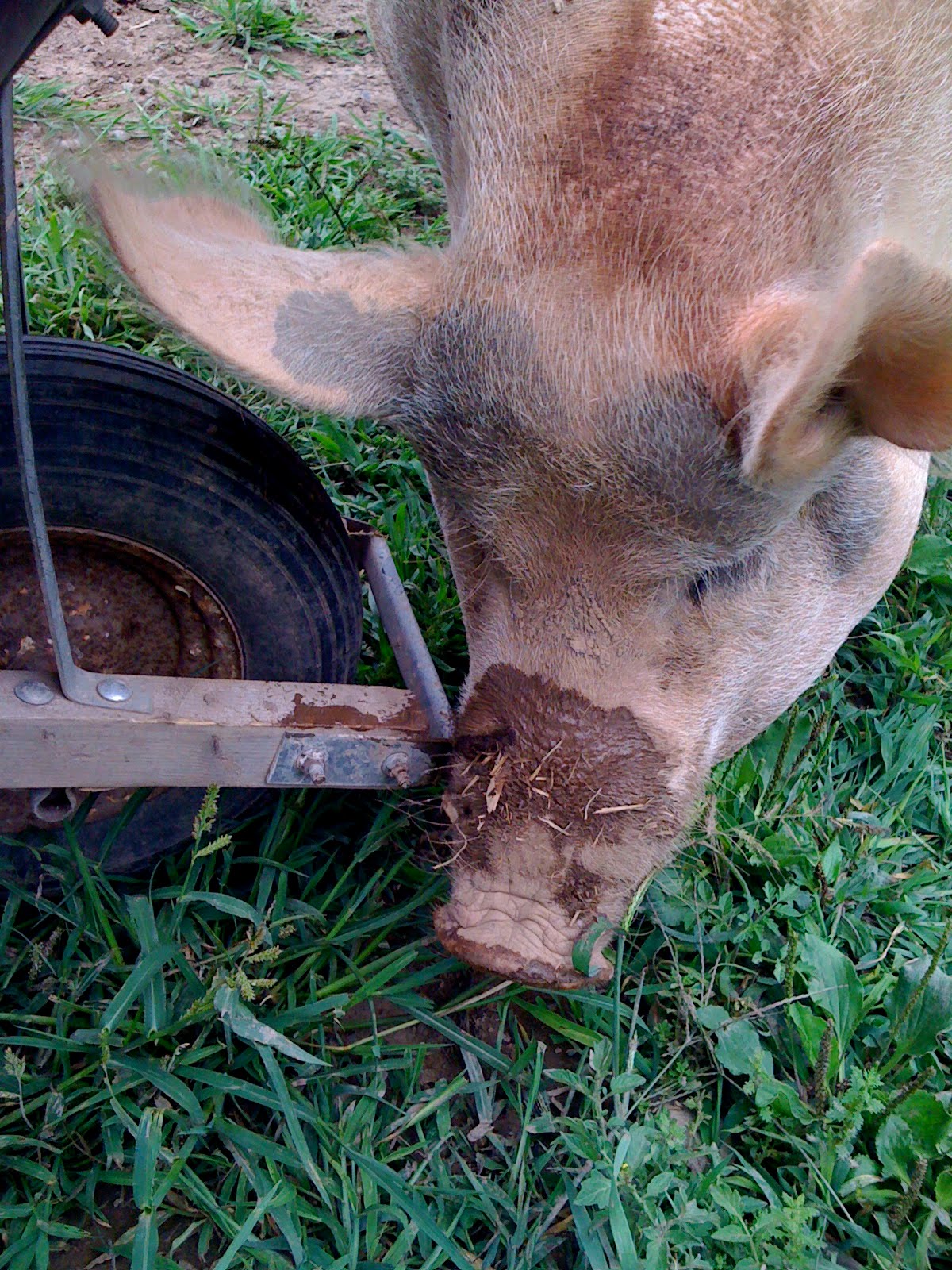 Farmed Animals (or, Tales of a Volunteer Barn-Cleaner): So You Want to ...
