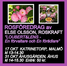 ROSFÖREDRAG