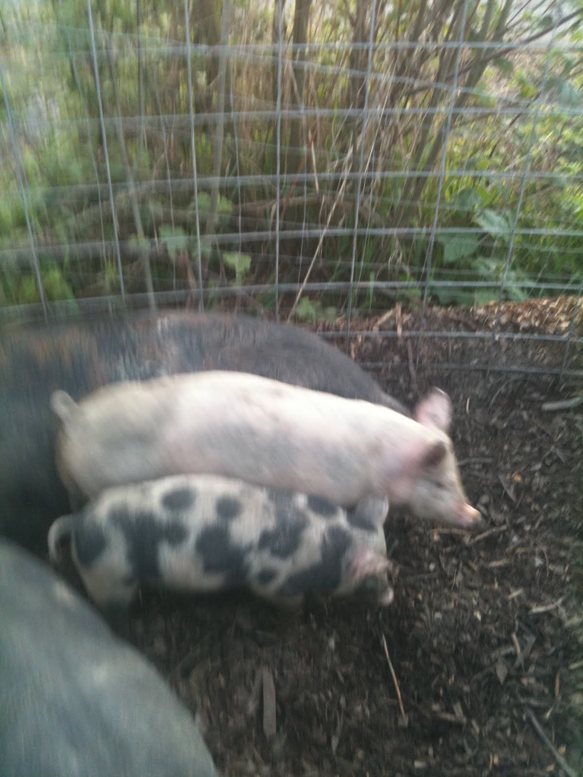 meat Feeder pigs for sale