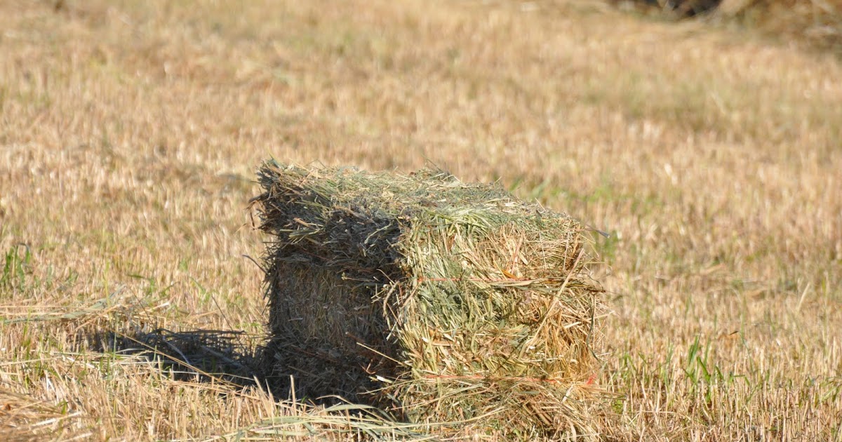 meat: How hay bales are made
