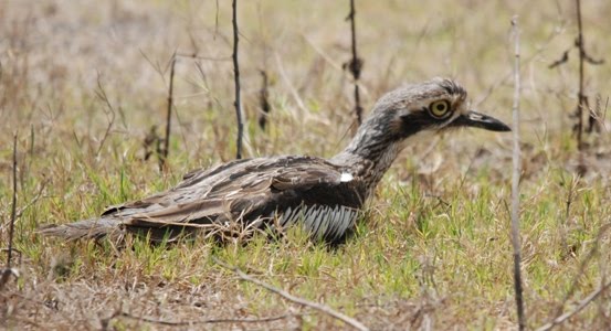 [Bush+Thick-knee.JPG]