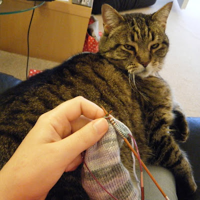 Buster & Knitting