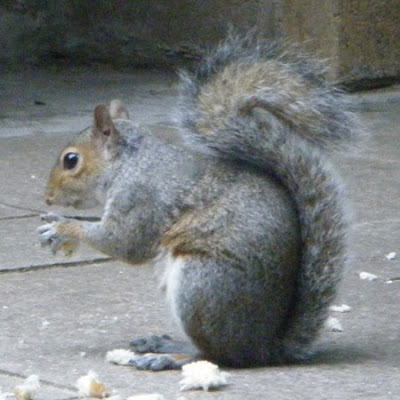 Simon Squirrel