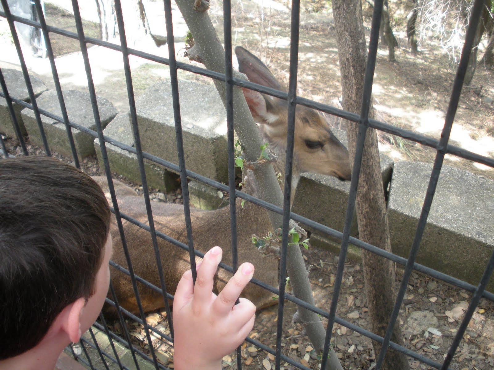 Messy Beautiful Family Folsom Zoo & Train Ride
