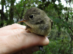 el flycatcher least salvador empidonax september ecology winter