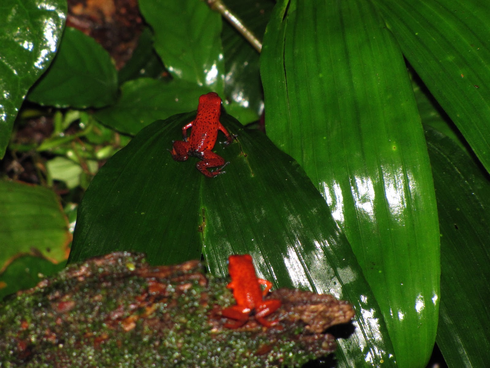 On the road: Strawberry Poison-dart Frog