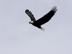 bird like flying machine 8